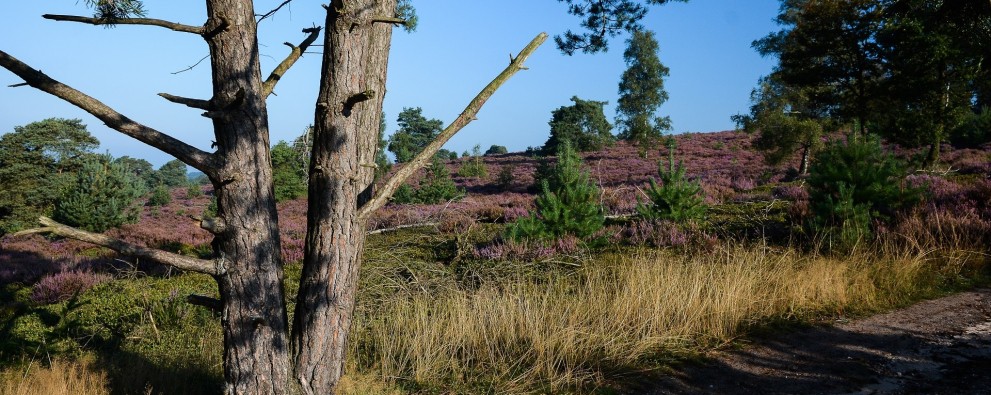 Holterberg_Sallandse_Heuvelrug_Heide.jpg