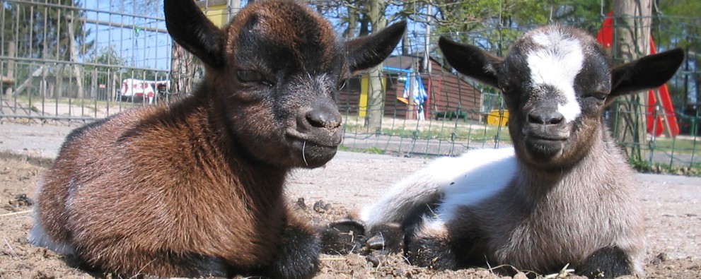 Dondertman geitjes.JPG