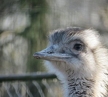 Animal park