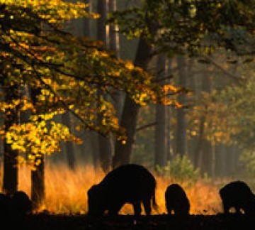 Jan niebeek veluwe.jpg