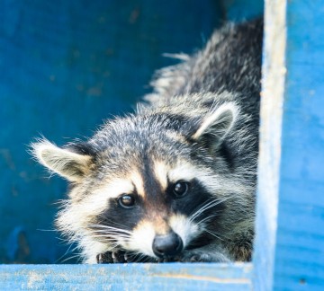 Hof van Eckberge Dierentuin.jpg