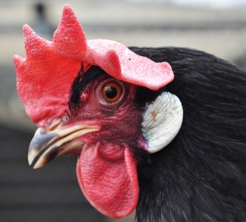 Pluimveemuseum - Kop Leghorn - wit.jpg